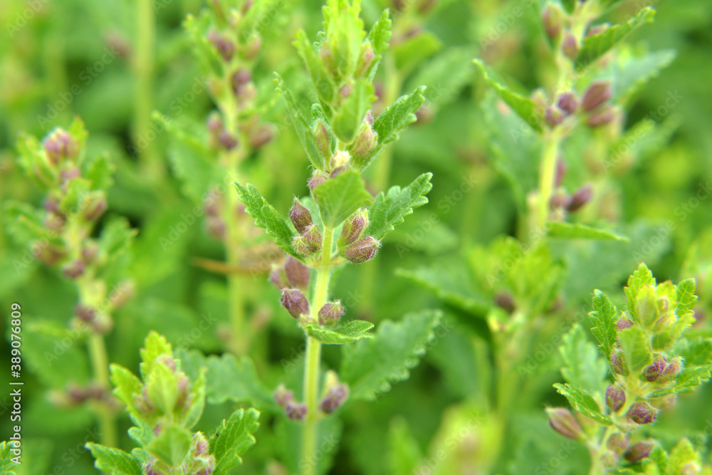 Teucrium chamaedrys grows in nature in summer Teucrium chamaedrys grows in nature in summer