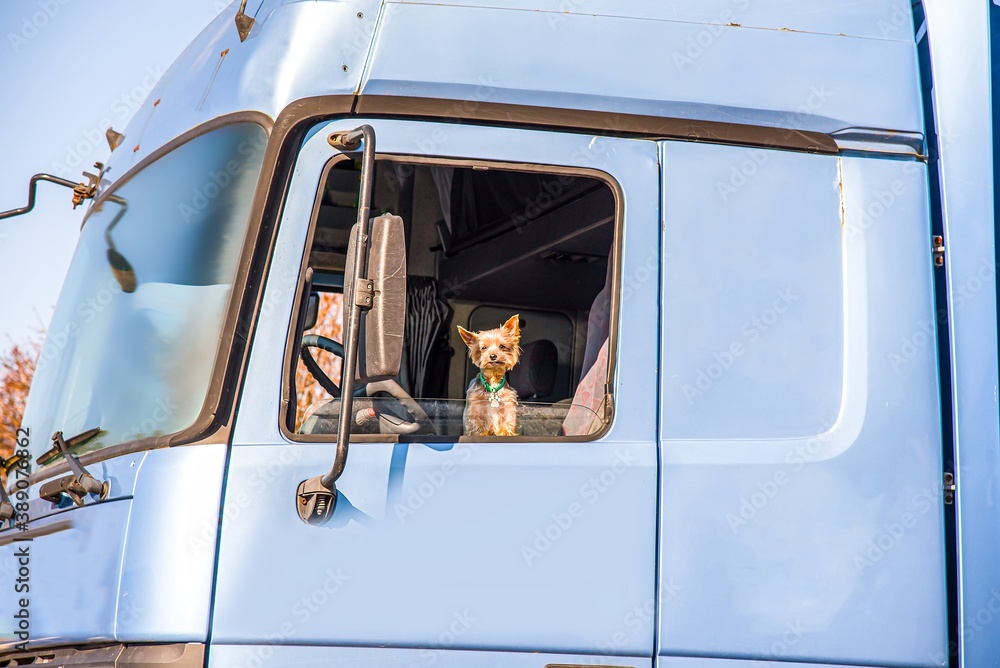 Happy truck driver . dog driving truck