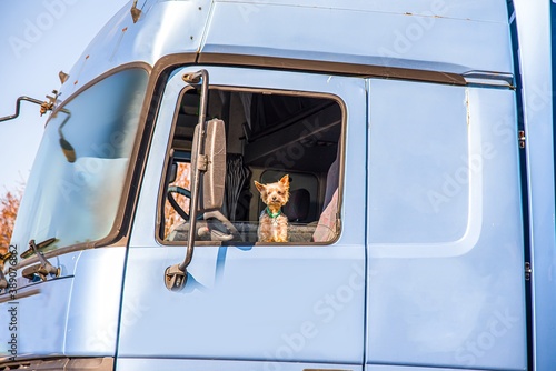 Obraz na płótnie Happy truck driver . dog driving truck w salonie