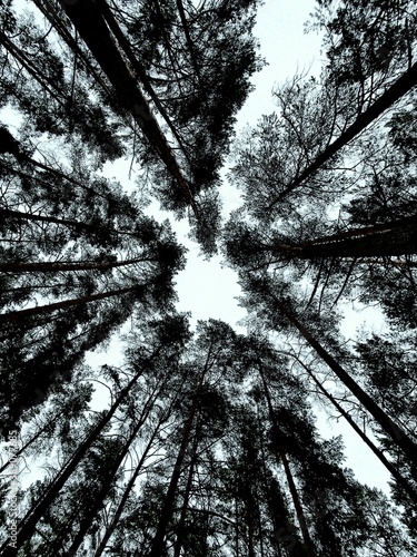 Wide angle view of pine trees in the forest