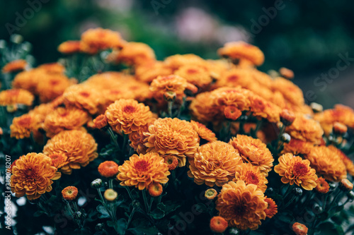 Fototapeta A bouquet of orange chrysanthemum flowers in pot in garden