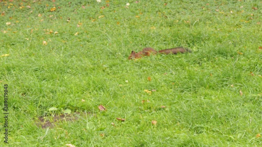 a small squirrel, looking for something in the green grass with fallen autumn leaves a small squirrel, looking for something in the green grass with fallen autumn leaves