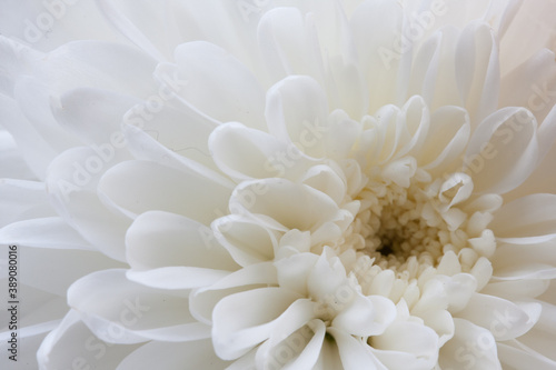 White Chrysanthemum © Andrew