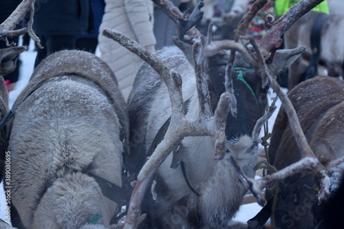 deer of the far North near frame time of year winter. Russian Arctic