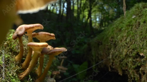 macro photography, detail. false honey mushrooms on a log in the forest.