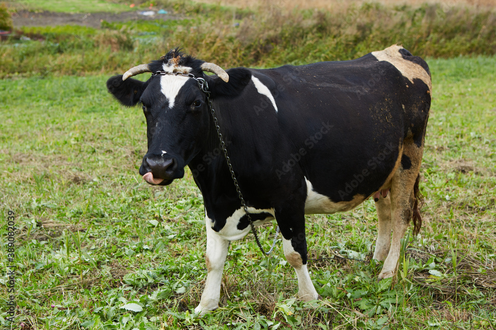 A curious dairy cow stands in her pasture. Dairy Cow. A curious dairy cow. A curious dairy cow stands in her pasture. Dairy Cow. A curious dairy cow.