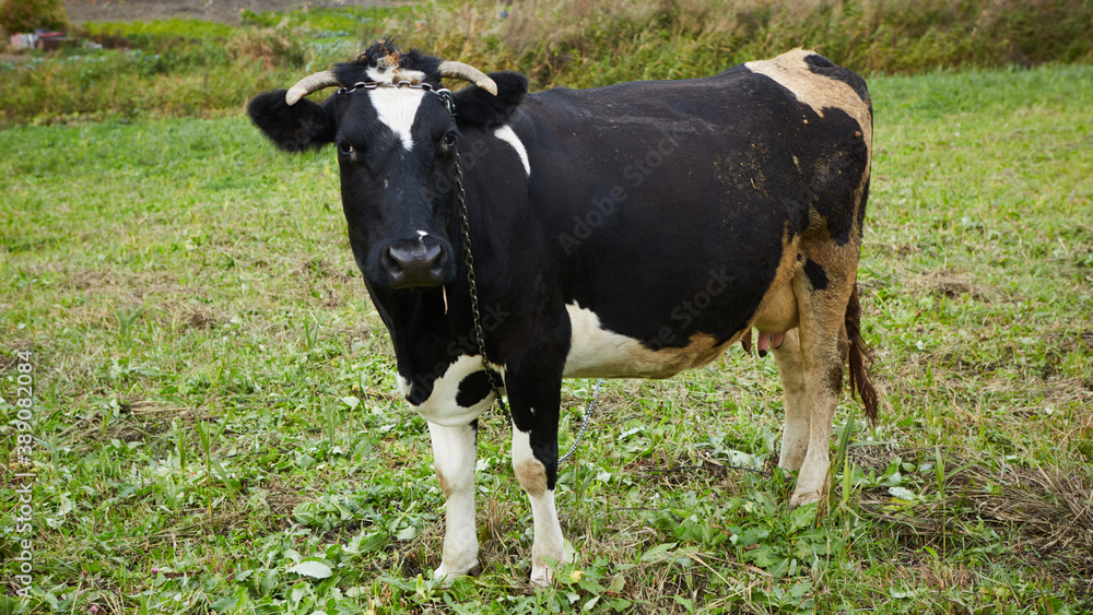 Dairy cow at countryside. Dairy Cow. A curious dairy cow. Dairy cow at countryside. Dairy Cow. A curious dairy cow.