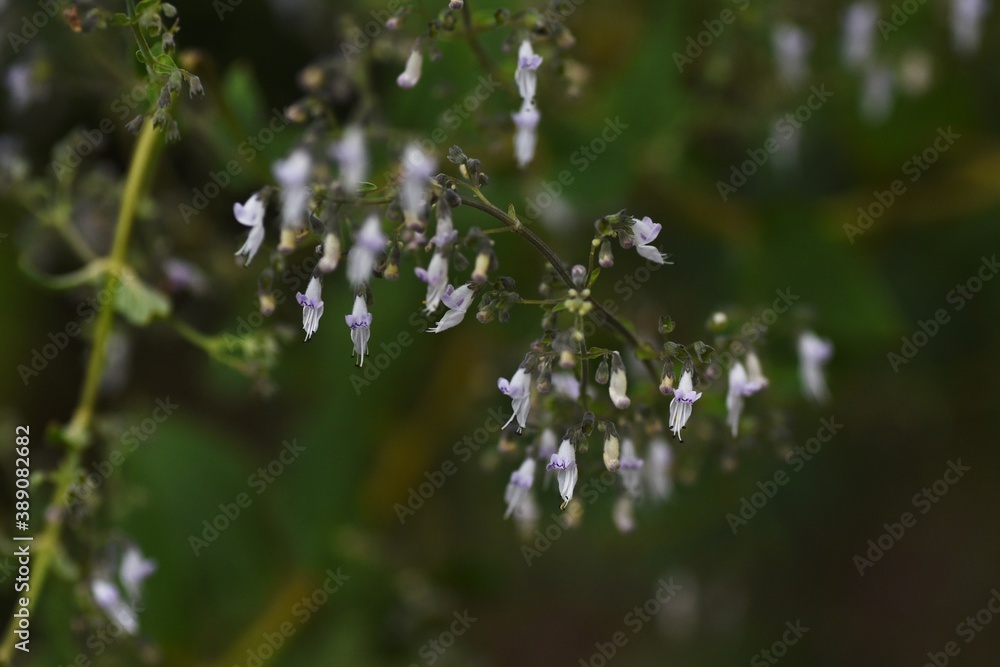 Isodon japonicus / Lamiaceae perennial grass Isodon japonicus / Lamiaceae perennial grass