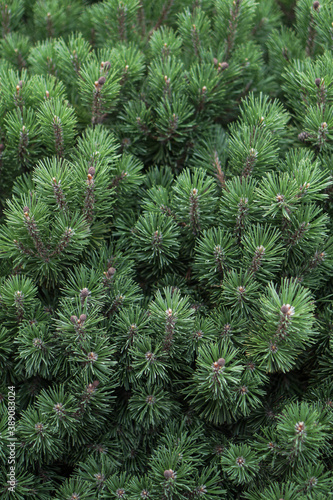 Beautiful little needles of spruce needles. New Year and Christmas background for design. Natural tree branch in nature.