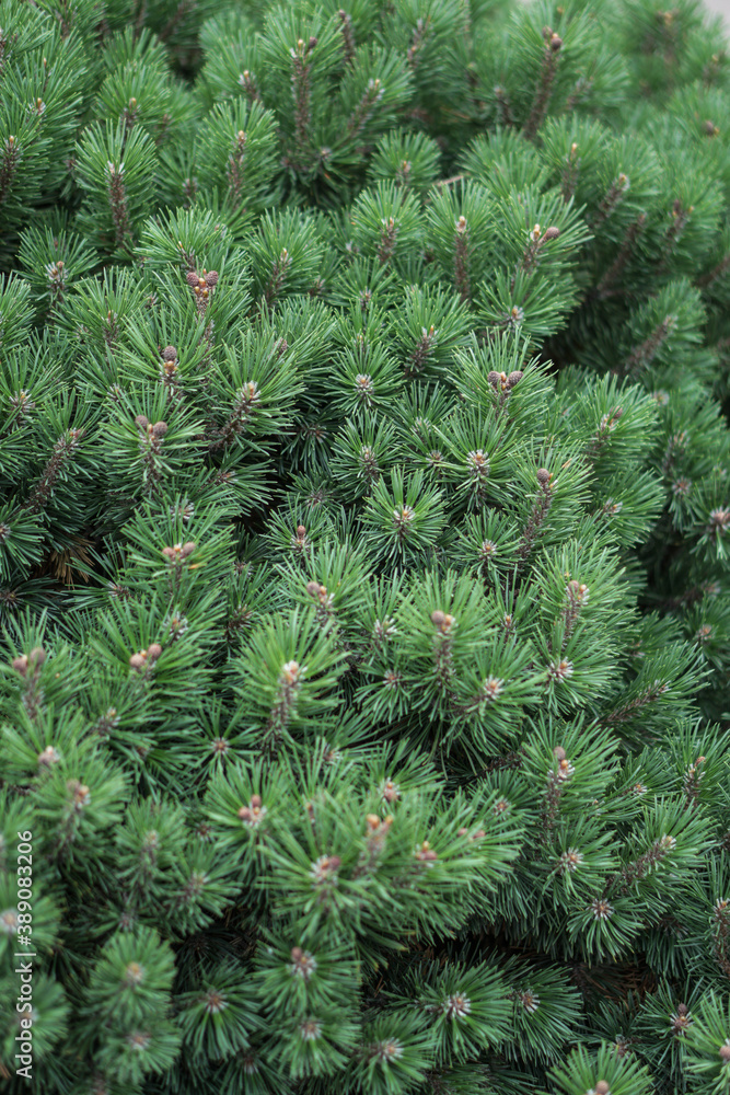 Beautiful little needles of spruce needles. New Year and Christmas background for design. Natural tree branch in nature. Beautiful little needles of spruce needles. New Year and Christmas background for design. Natural tree branch in nature.