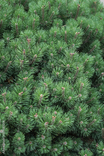 Beautiful little needles of spruce needles. New Year and Christmas background for design. Natural tree branch in nature.