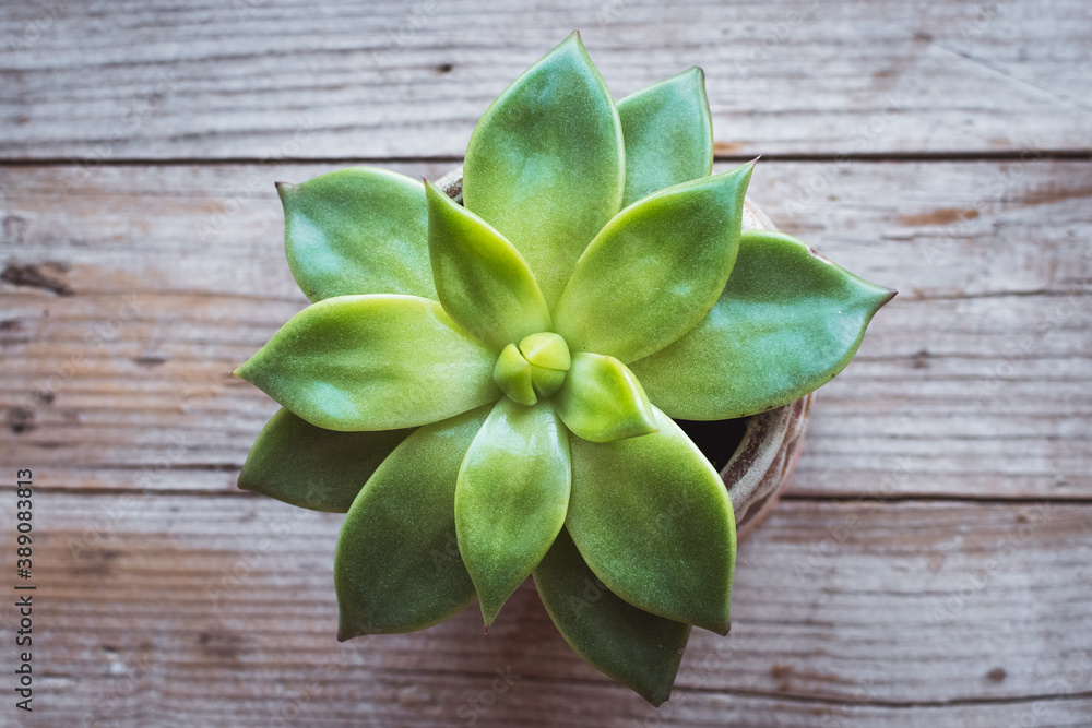 Pastel green rosette flowering plant echeveria succulent Pastel green rosette flowering plant echeveria succulent