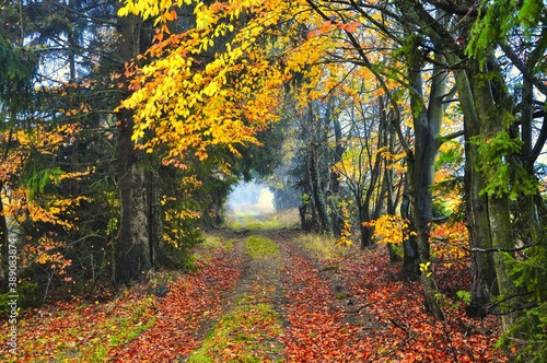 Fototapeta Naklejka Na Ścianę i Meble -  Ground road covered with foliage on foggy autumn day, tree avenue,yellow and brown foliage. Gloomy mysterious atmosphere, South Moravia,Eastern Europe. .