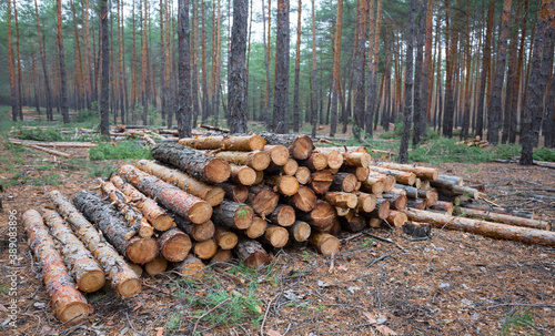 heap of pine tree trunk lie in a forest, outdoor lumber scene