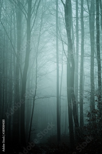 Mysterious foggy forest covered with glaze ice and rime. Fog,beech trees, gloomy winter landscape, forest trail. Eastern Europe.  .