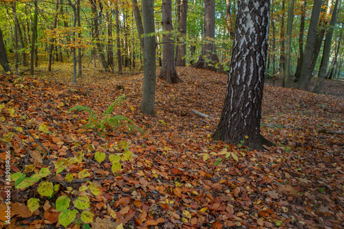 Fototapeta Naklejka Na Ścianę i Meble -  Jesienne drzewa w Lesie Łagiewnickim w Łodzi