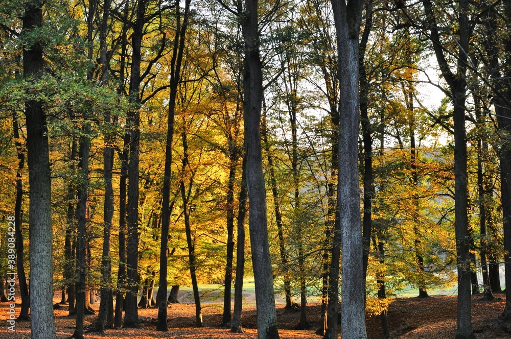 Fototapeta premium Broad leaf trees forest at autumn / fall sunlight, forest floor, foliagem, tree trunks, backlit leafs. South Moravia,Europe. .