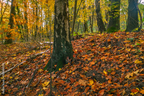 Fototapeta Naklejka Na Ścianę i Meble -  Jesienne drzewa w Lesie Łagiewnickim w Łodzi