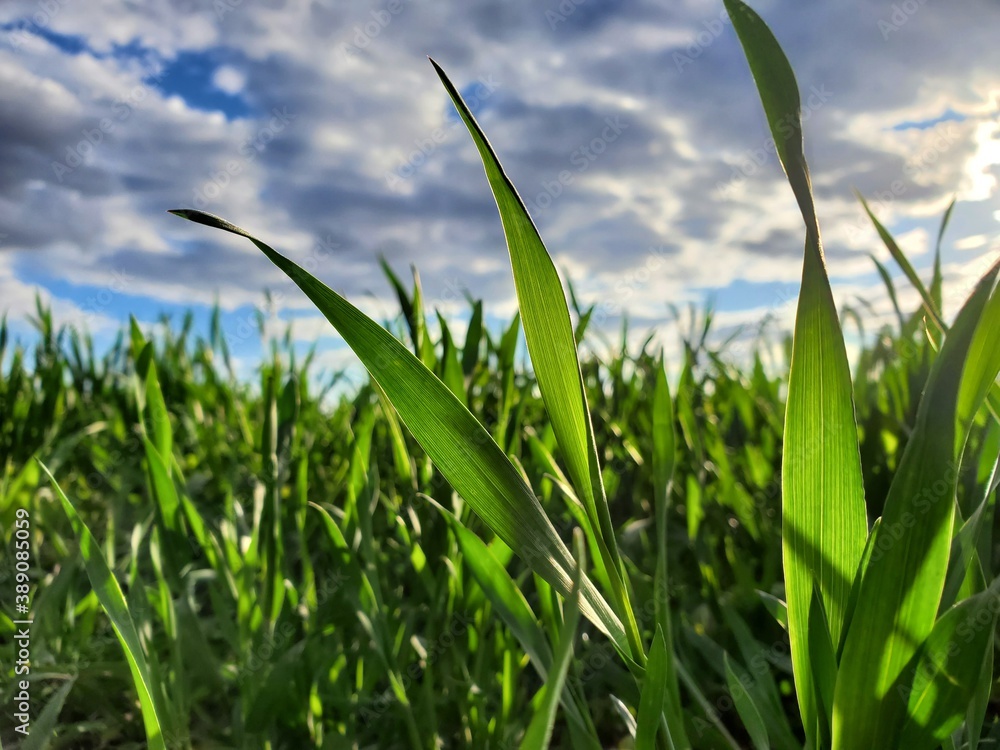 Obraz premium grass and sky