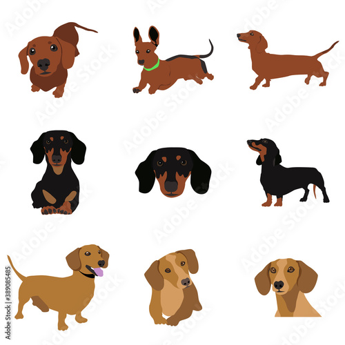 Vector image. The illustration shows different dogs in different breeds are hand-drawn. Suitable for coloring pages, pet shop or pet lovers.