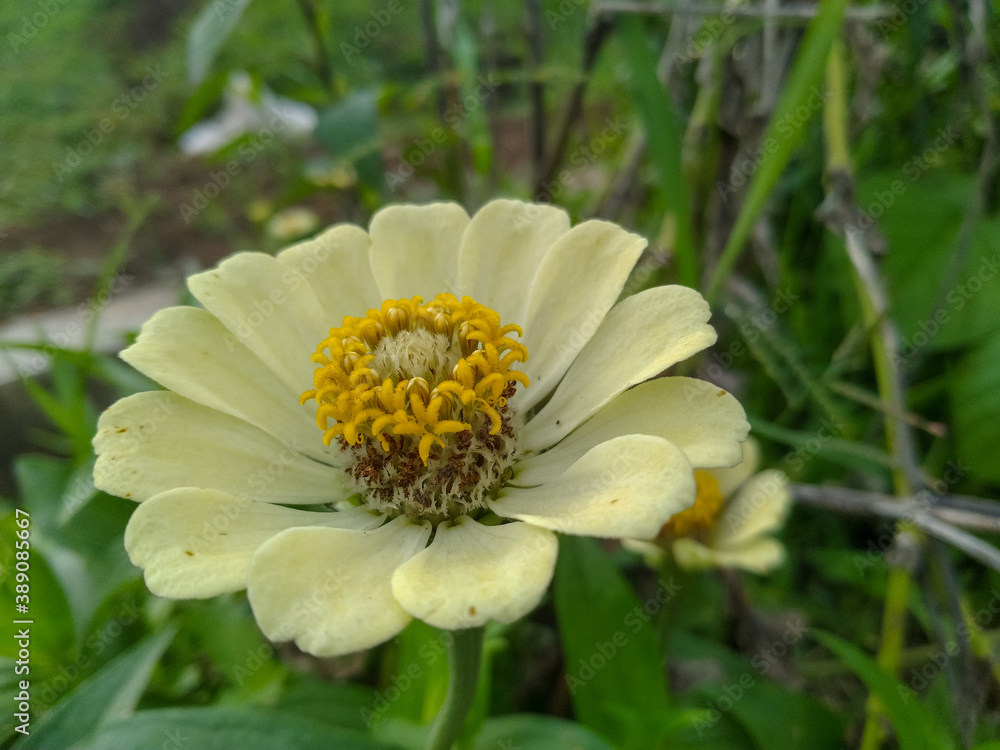 Yellow Zinnia flower in garden close-up view Yellow Zinnia flower in garden close-up view