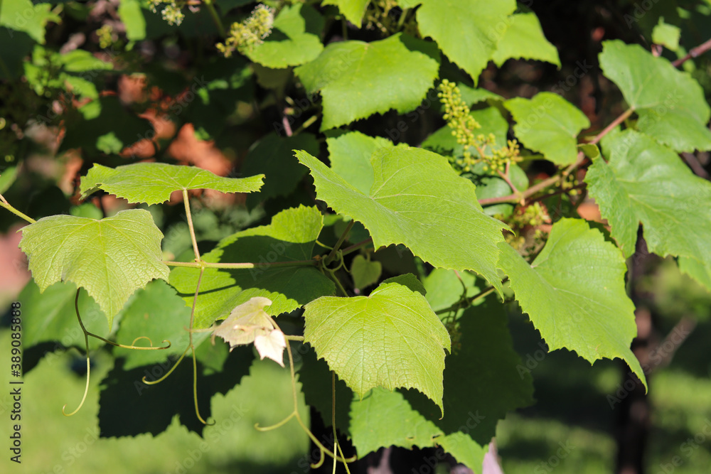 A beautiful vine with grapes at the beginning of growth. A beautiful vine with grapes at the beginning of growth.