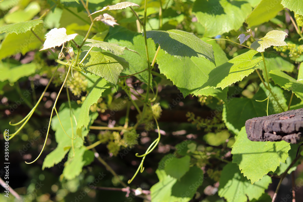 A beautiful vine with grapes at the beginning of growth. A beautiful vine with grapes at the beginning of growth.