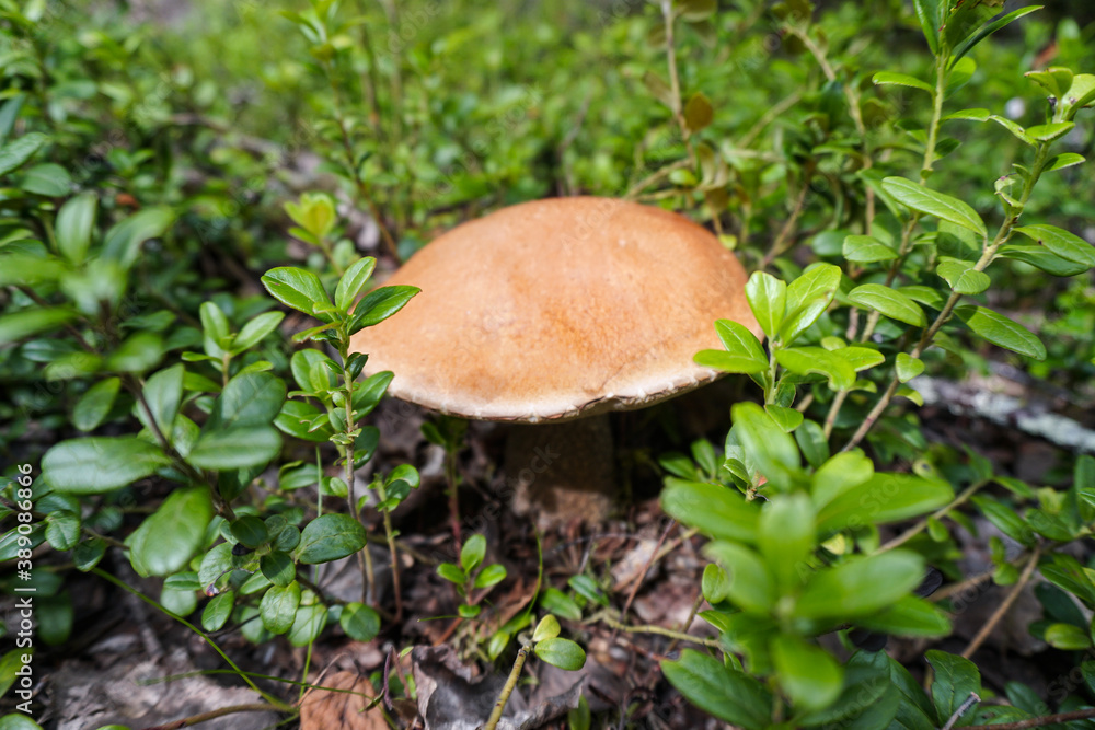 Beautiful edible mushroom in nature. Autumn seasonal plant. Beautiful edible mushroom in nature. Autumn seasonal plant.