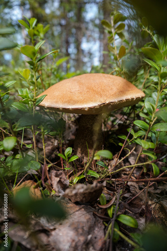 Beautiful edible mushroom in nature. Autumn seasonal plant.