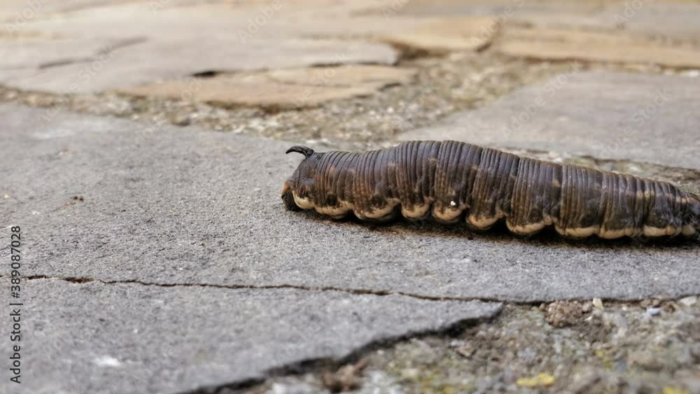 Walking Caterpillar of a sphinx of bindweed,Agrius convolvuli.Young butterfly insect Walking Caterpillar of a sphinx of bindweed,Agrius convolvuli.Young butterfly insect
