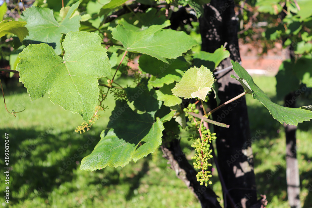 A beautiful vine with grapes at the beginning of growth. A beautiful vine with grapes at the beginning of growth.