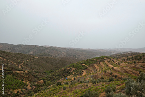 Large grape hills, vineyard in october. Close up, copy space, background, top view.