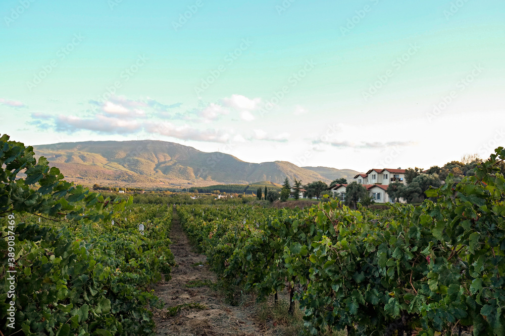 Naklejka premium Vineyard in october. Bunches of grapes on branches. Close up, copy space, background.