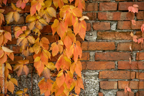 red brick wall overgrown with yellow-red leaves