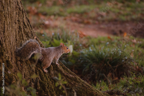 Autumn squirrel on a tree 