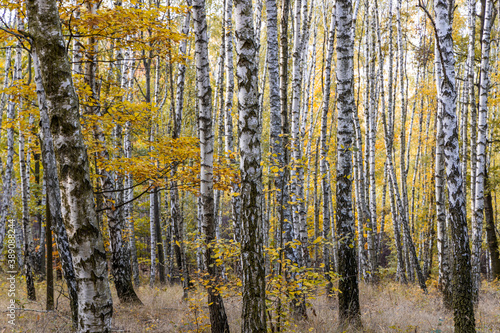 Beautiful autumn birch forest detail on white trunks
