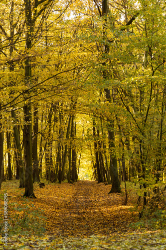 Autumn nature path trough broadleaf forest