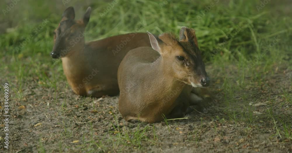 Roe deer, capreolus capreolus, doe feeding and looking at camera Roe deer, capreolus capreolus, doe feeding and looking at camera
