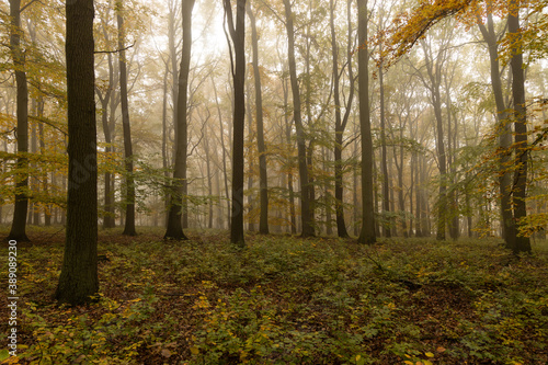 Autumn forest in morning fog