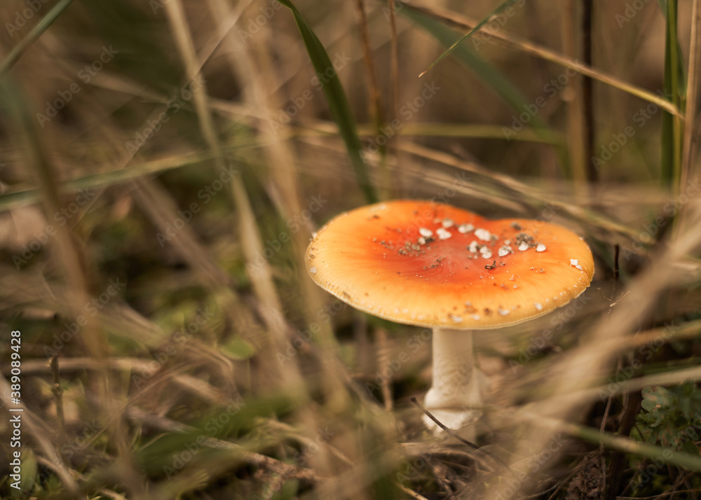 muchomor jesienią