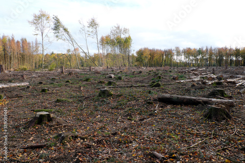 deforested woodland with tree logs and branches lying on the forest ground in times of climate change and forest dieback - stockphoto