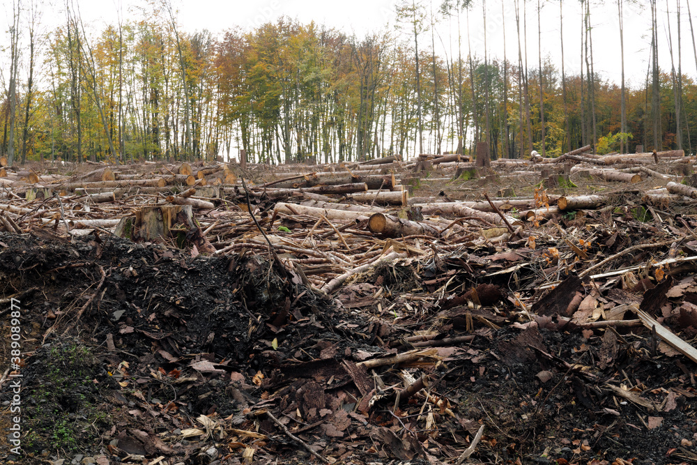 deforested woodland with tree logs and branches lying on the forest ground in times of climate change and forest dieback - stockphoto deforested woodland with tree logs and branches lying on the forest ground in times of climate change and forest dieback - stockphoto