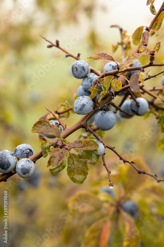 Detail of blue autumn blackthorn