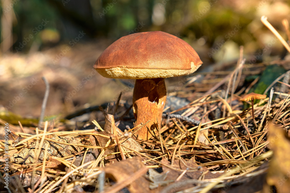 The brown boletus came out of the ground. Nearby is a poisonous toadstool. The snail bit the leg of the mushroom. Boletus on a blurred background of green leaves and needles. The brown boletus came out of the ground. Nearby is a poisonous toadstool. The snail bit the leg of the mushroom. Boletus on a blurred background of green leaves and needles.