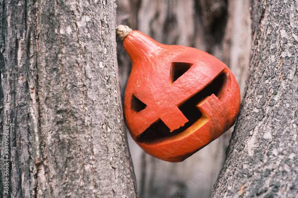 Naklejka premium Halloween orange pumpkin the hollow of the tree. Jack-O-Lantern on the asphalt. Symbol of celebration.