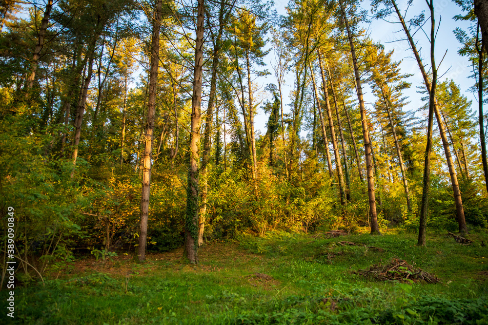 tall trees in the forest against the background of clouds, bottom-up view tall trees in the forest against the background of clouds, bottom-up view