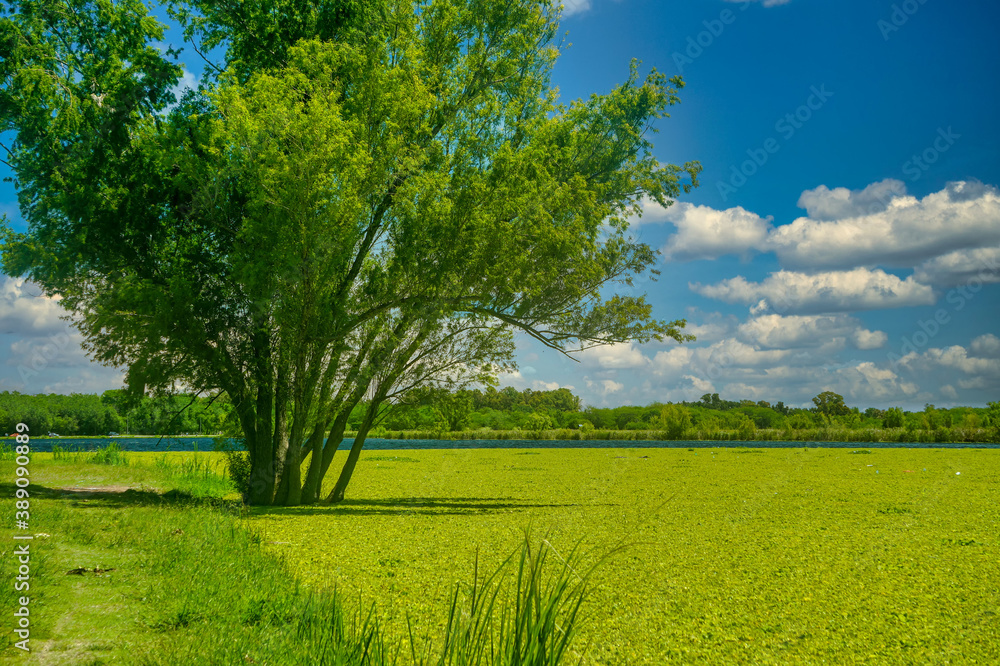 Landscape of San Vicente lake partially covered by  Water hyacinth , Buenos Aires, Argentina. Taken on a warm summer morning from the coastline