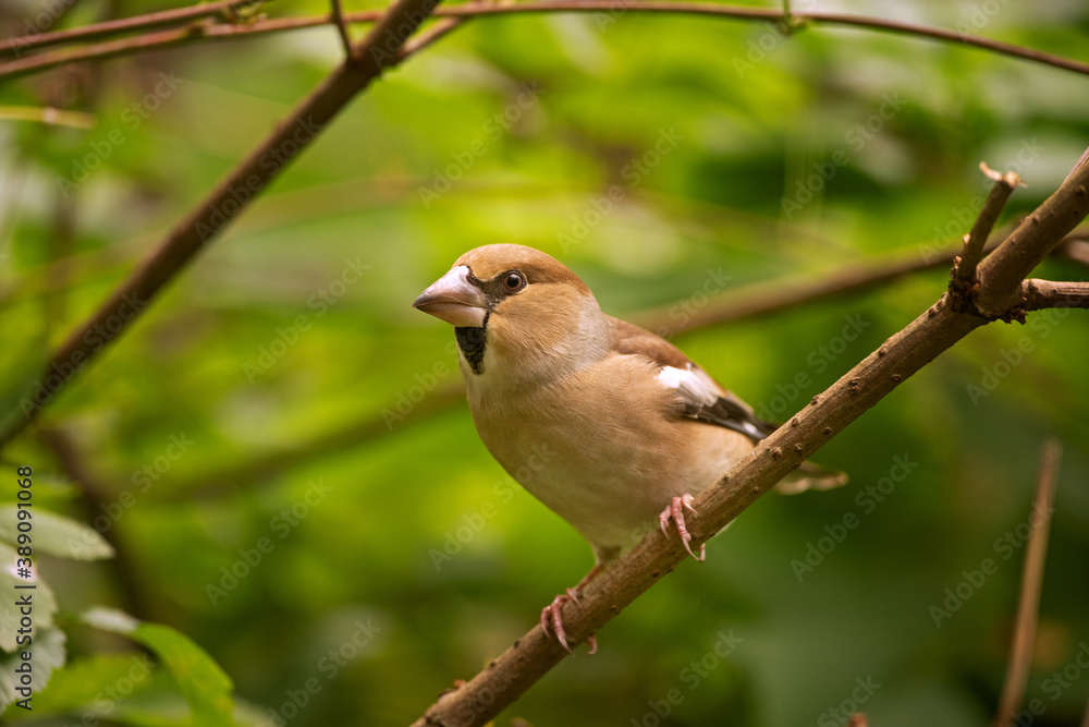 Hawfinch in the dark forest. Ornithology in nature. European wildlife nature. The bird is hidden in the wood. 