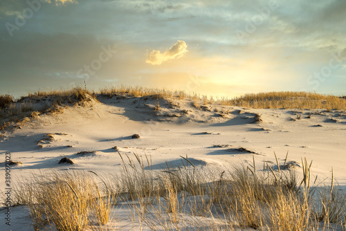 Sand dunes at the seashore with sea grass at sundet.