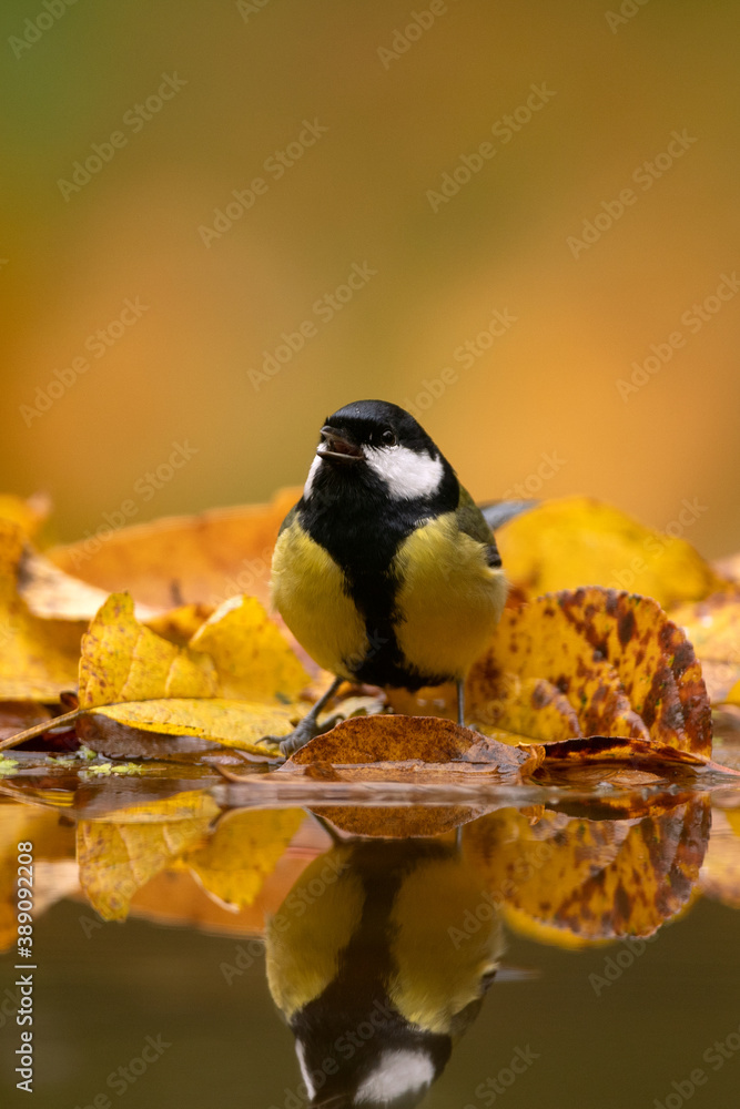 Obraz premium Great tit in the wood. Tit observes surroundings. Birds around the feeder. Wildlife in Europe. 